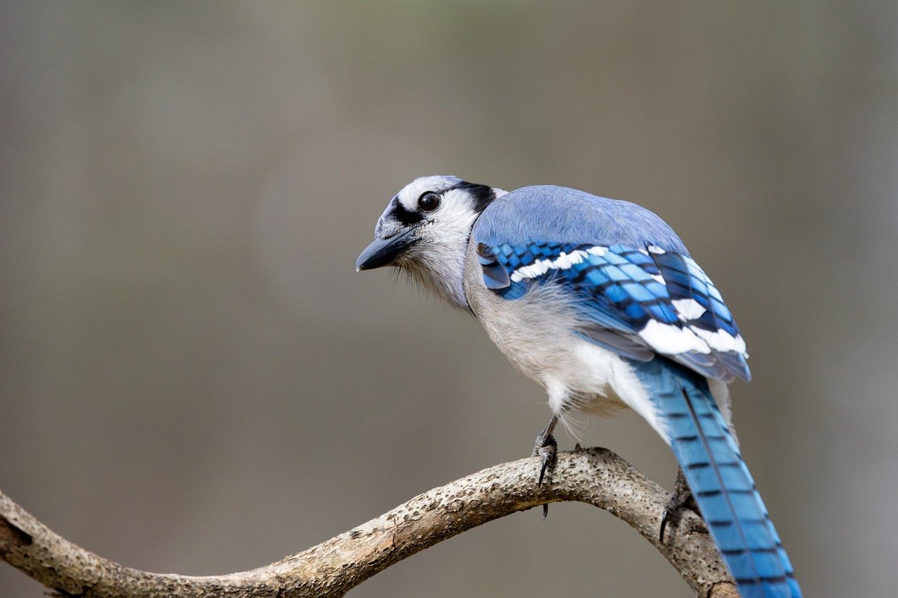 피칸 효능 및 부작용
