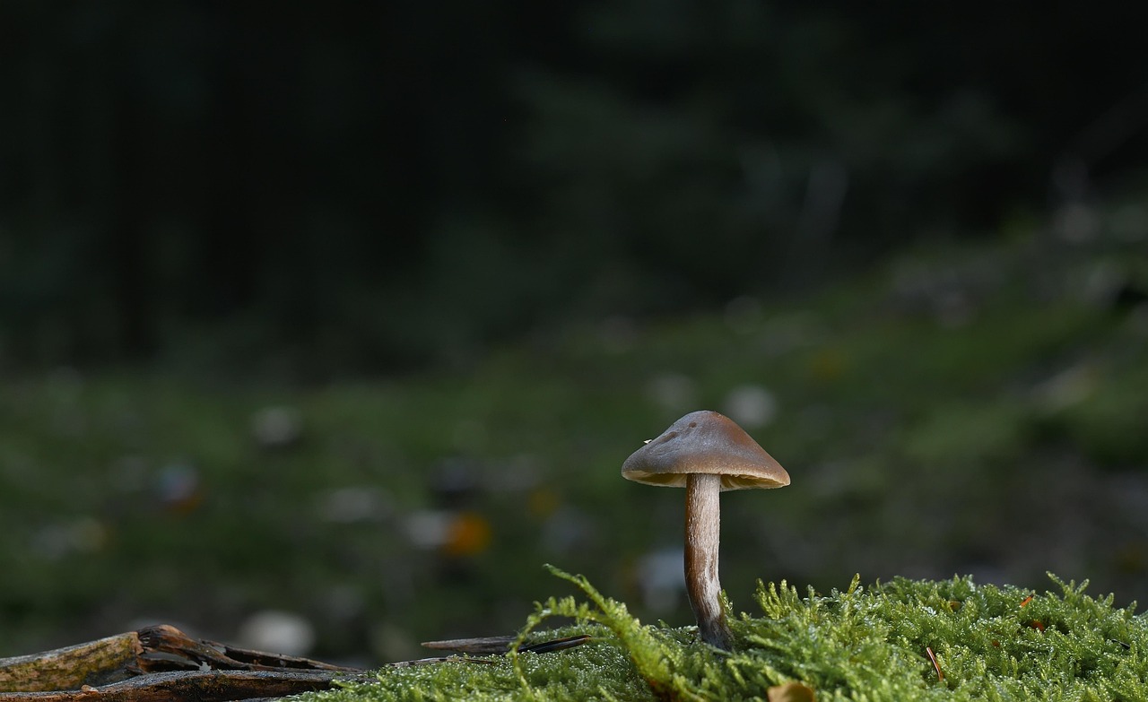 영지버섯효능 부작용